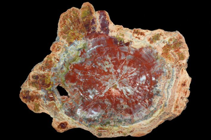 Beautiful, Red Arizona Petrified Wood Slab - #78143